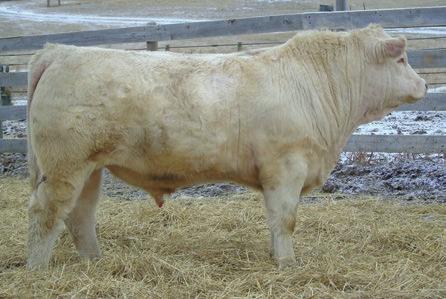 5 A smooth made bull that will calve easily, get up and grow into deep ribbed, solid made calves.