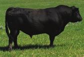 CAF NHF TWEEDHILL H PRIDE 20G 3.1 46 83 16 These Muldonados are a strong group led off by this bull as he puts it all together.
