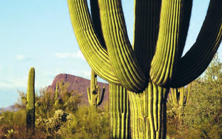 Four deserts the Sonoran, Mojave, Chihuahuan and Great Basin stretch across the Southwest, each with its own distinct climate.
