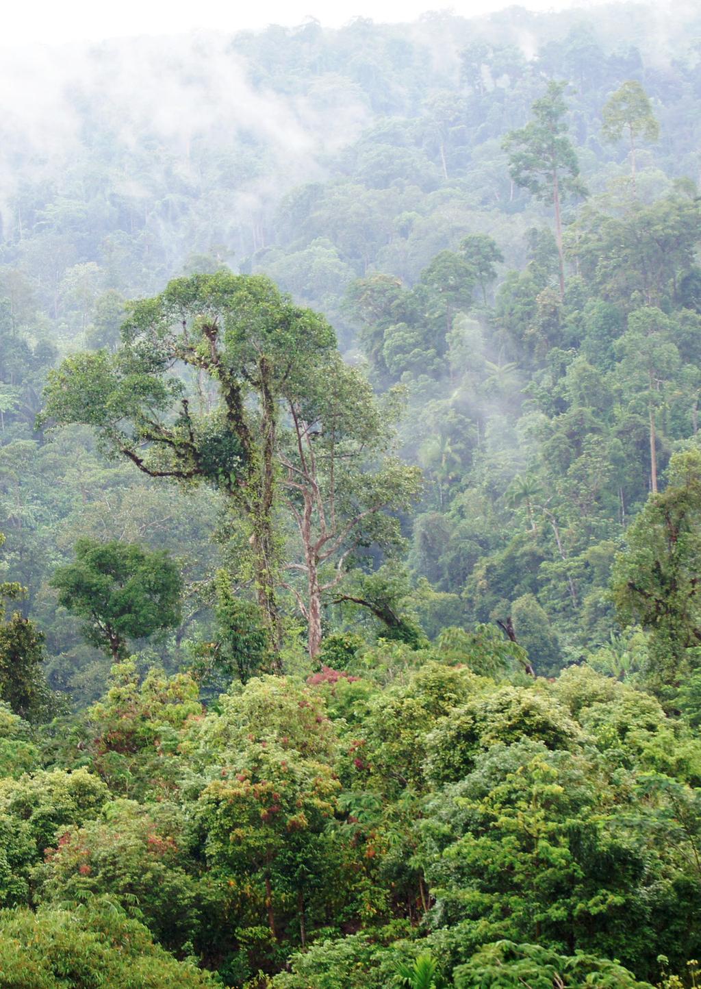 South Sumatra The rich rainforests of southern Sumatra are critical for the Sumatran tiger, as well as the Sumatran rhinoceros and Asian elephant.