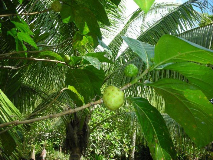 The nut is squeezed to produce a juice that is packaged and sold as a health food, Noni Juice. Geraldo said it is a growing industry on the islands.