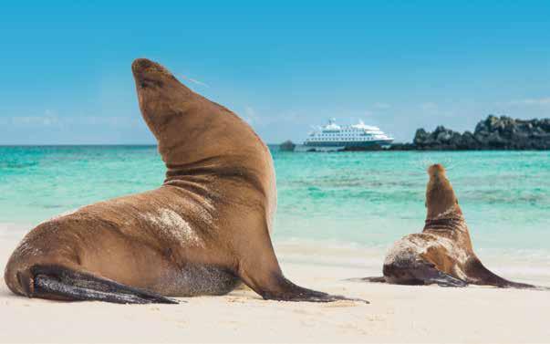 GALÁPAGOS 10 DAYS/9 NIGHTS ABOARD NATIONAL GEOGRAPHIC ISLANDER Lounging sea lions.