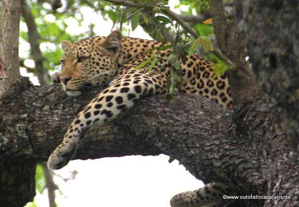 We concentrate on the area in the south along the Sabie River that is known to have the best game viewing with the highest variety of animals in the park.