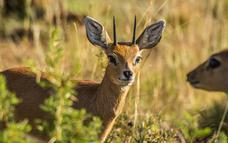 Page 4 Pilanesberg National Park and Game Drives No two game drives are exactly alike, but each is hosted and