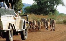Expect great game viewing in open vehicles especially converted to maximise comfort and viewing potential.