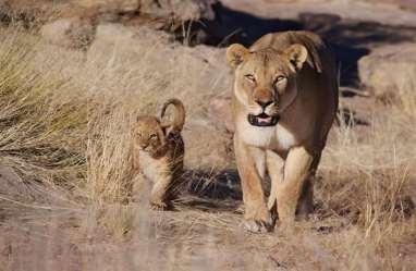 Opportunity does exsists to see lions during the day-time, depending on any lion sightings in that time period.