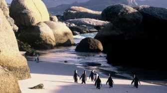 It is here where you will find a colony of penguins that settled there in 1982. 5.