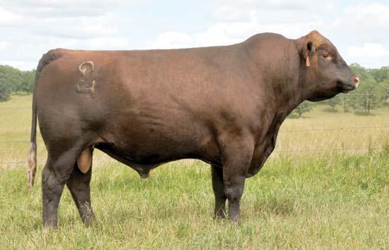 He sires very moderate birth weight with above average growth. His progeny are larger framed and are put together well.