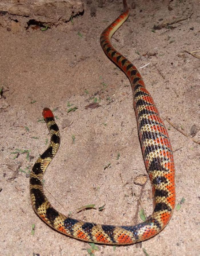 Atkinson et al. New and noteworthy snake records in eastern Paraguay Figure 6. Phimophis guerini (CZPLT-H 882). Photograph by Alexander support received from the PRONII program of CONACyT.