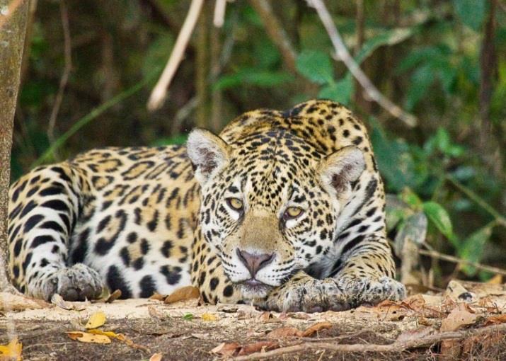 through the gallery forest. SouthWild Pantanal Lodge is full of wildlife and photo opportunities that are missing or much more difficult at the Jaguar Flotel.