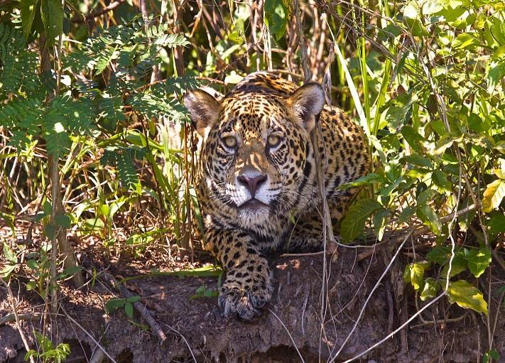 We have photos of more than 70 Jaguars that have been seen and photographed since 2005 in the 100 km of river channels that we use.