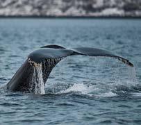 5K: Silent Whale Watching You will be transported to Kaldfjord by the Opal, a carbon-neutral oak sailing boat built in 1952 and updated with a
