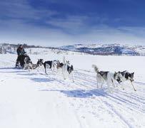 11F: Husky Safari Get to know your husky sled dogs and experience the thrill of ice fishing.