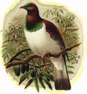 The Lodge has an extensive garden - home to many native birds, including kaka (native