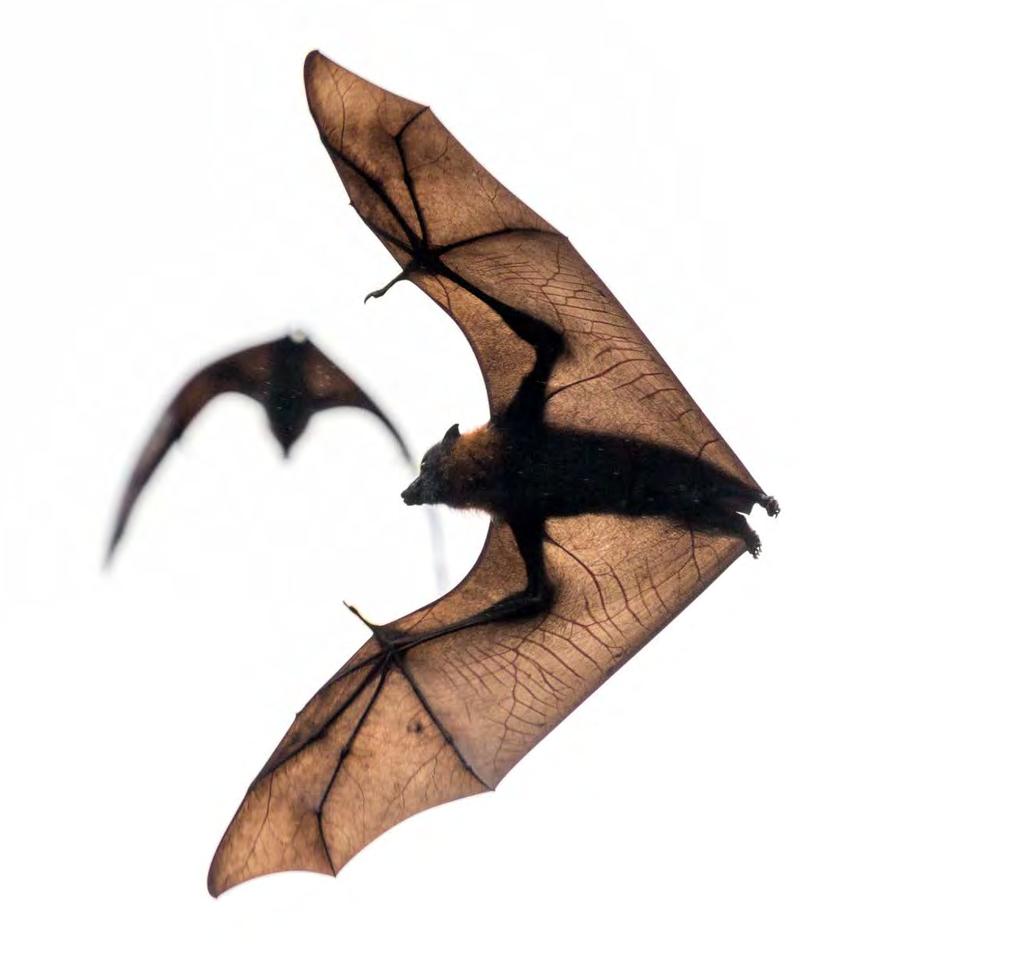 1. Movement ecology of flying-foxes Chief Investigators: Justin A.