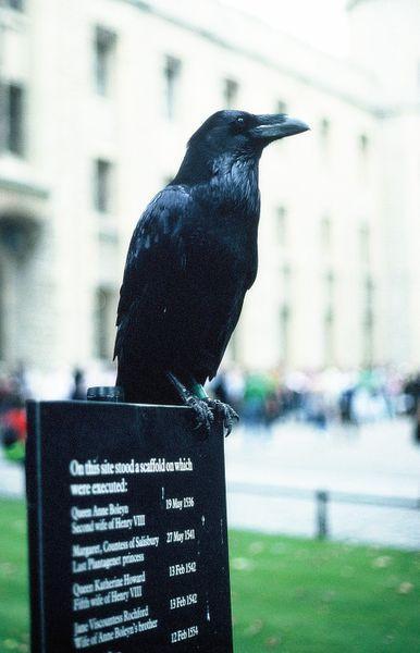 There are eight ravens kept at the Tower.