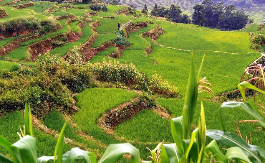 Terraced fields, particularly rice of course, play an important part in Chinese agriculture and the life of the common man for millennia.