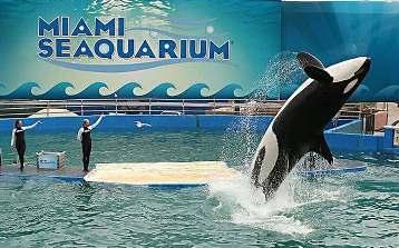 org/ Hours: Daily 9 am 5:30 pm, 365 Days a Year Admission: Adults $29 Children 3-11 $20 Children 2 & under FREE MIAMI SEAQUARIUM Miami Seaquarium offers world-class sea life exhibits and wildlife