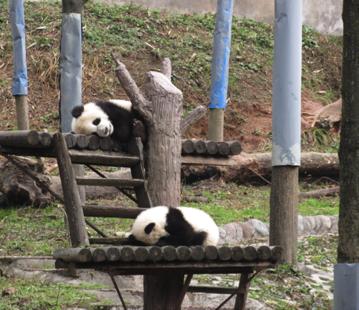 Giant Panda: What and Why We Should Learn There are five ways we can improve our life Well- beings, BE ACTIVE, TAKE NOTICE, CONNECT, KEEP LEARNING and GIVE.