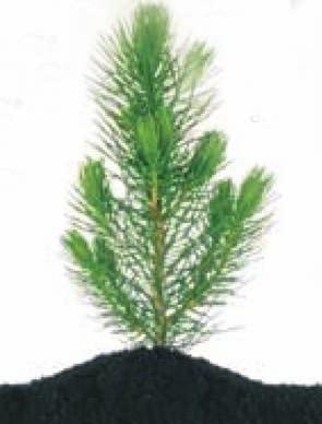 When you select an Options by Batesville cremation urn, casket, container* or keepsake item, we arrange for a tree seedling to be planted in a national forest or woodland as a living tribute and