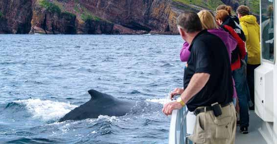 Bay Bulls Boat Tour Program Highlights Spend 11 days discovering the remote and stunning beauty of the province of Newfoundland and Labrador Canada s eastern-most treasure. Enjoy beautiful St.