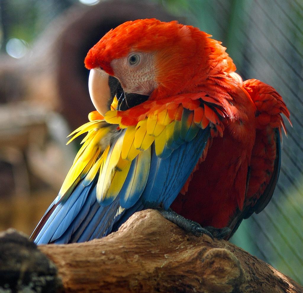 SCARLET MACAW With 4% of the earth s biodiversity packed onto just 0.03% of its surface, Costa Rica s varied ecosystems represent a wealth of nature to preserve and protect.