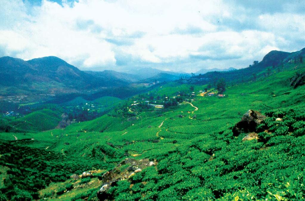Tata Tea works to preserve the biodiversity of the Eravikulam National Park in Kerala The ecosystem of the shola grassland has a mixture of tropical and temperate climates.