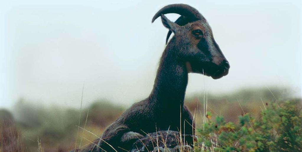 82 The Eravikulam National Park is home to the Nilgiri tahr, an endangered species of goat harvesting.