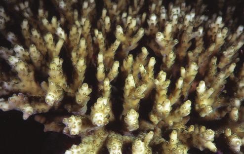 coral (Carijoa) (c); a