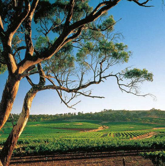 REGIONAL EXPERIENCE The regions surrounding Adelaide offer a unique experience with gourmet food offerings, internationally renowned wine, villages to explore and wildlife and natural attractions.