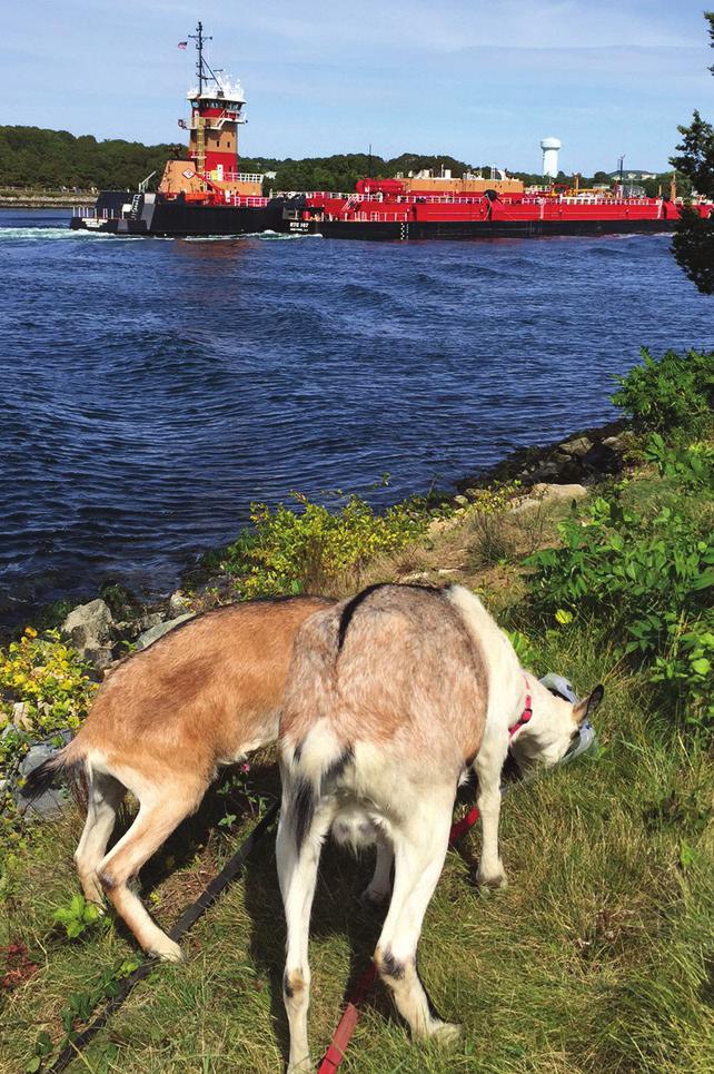 Goats munch on vegetation along the banks of the Cape Cod Canal.