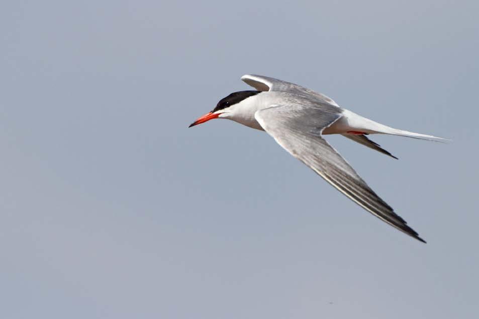 VOGRIN, M.: Monitoring ptic na Ptujskem jezeru 2010.