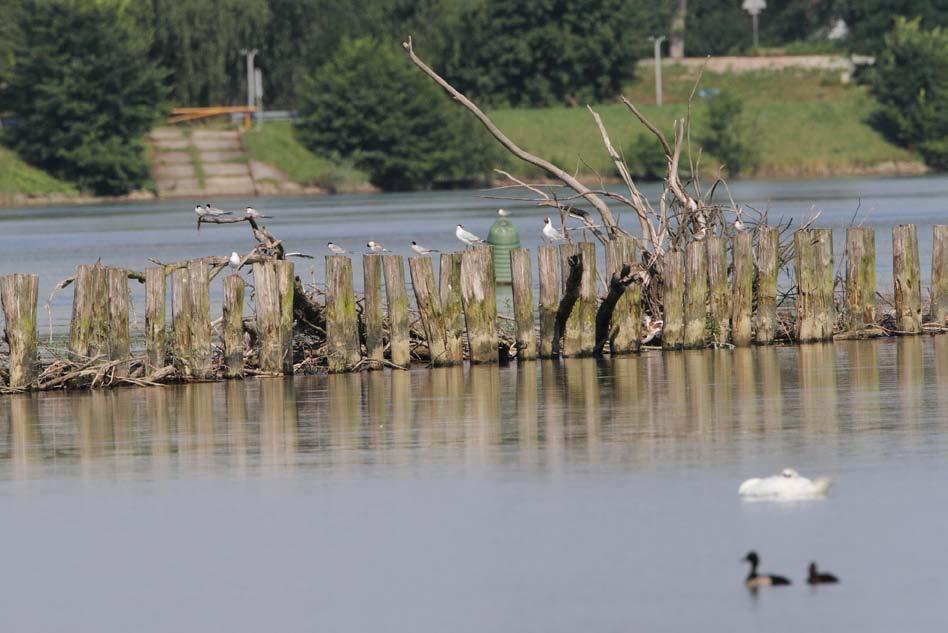 VOGRIN, M.: Monitoring ptic na Ptujskem jezeru 2010. Strokovno poročilo. 2010. 23 Največ ptic se zadržuje na odprti vodni površini (cona A) ter v coni C, kjer je največ plitvin in s tem največ lahko dosegljive hrane.