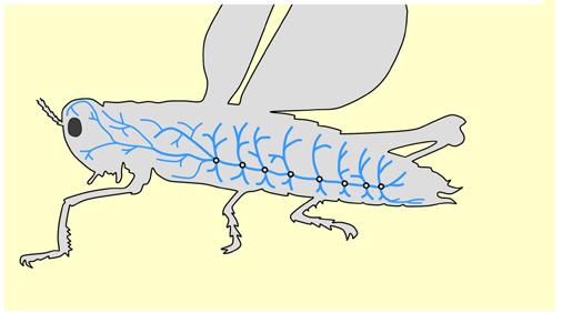 Žuželkam prezračevanje vzdušnic omogočajo dihalni gibi, ki so lahko povezani z letenjem, ritmičnim gibanjem zadka in podobno.