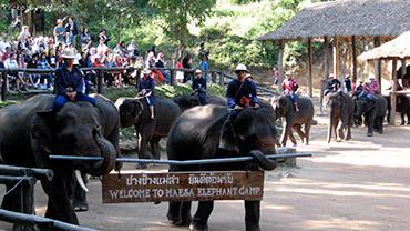 ) Heading up to the North of Chiang Mai city, visit Mae Sa elephant camp, to see elephant show, the best show in Chiang Mai guaranteed