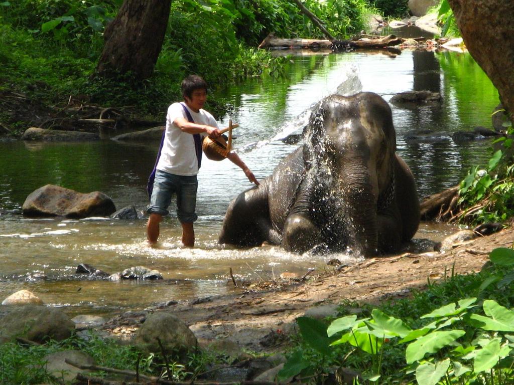 Elephant Love! Today you will have an opportunity to participate in a wonderful elephant experience at Patara Elephant Farm located in Hang Dong Valley, 50 minutes west of Chiang Mai city.