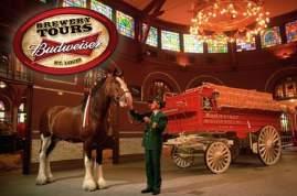 The next day we will take a tour of the Anheuser Busch Brewery, and at the end of our tour we will attend Beer School.