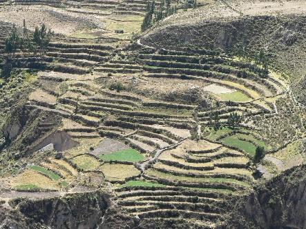 Day 7: 12 June (Tuesday) Colca Valley We are leaving Arequipa behind us and travel further through the altiplano, views of remarkable woodlands, llamas grazing along the road and Peru s indigenous