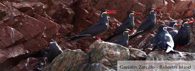 DAY 4. The mini-galapagos: the Ballestas Islands Tour After an early breakfast, your exciting trip to the Ballestas Islands will begin by boarding a modern boat.