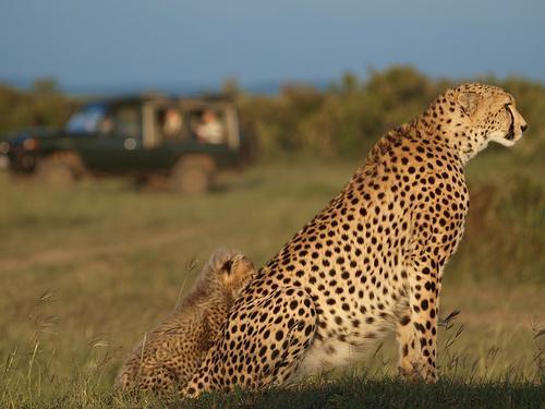Offbeat Mara Camp 5 Nights Offbeat Mara Camp delivers the ultimate Masai Mara experience because it is located in the private Mara North Conservancy immediately adjacent to the Masai Mara Reserve