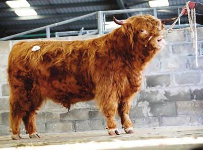 Radford, 6500 guineas, Blingery Fold, Wick 2nd Braveheart of Mortimers from Blairlogan Highlanders, bred by Mortimers Farm 3rd Connieach Riabhach 6th of Leys from Leys Castle, 1200 guineas, Robert