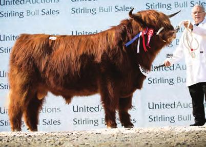 guineas, Killochries Fold 2nd & Reserve Aged Bull Conneach of Dams from Mr & Mrs C W Wilson 3rd Lasgaire Dubh 6th of The Bin from Ian Duncan Section 4, Class 6 1st & Best Yearling Bull Buidhe Kracken