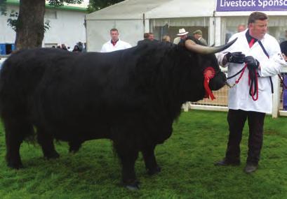 THE SHOW SEASON THE SHOW SEASON Overall Champion & Reserve Overall Champion The reserve overall champion and male champion was a black highland bull from Her Majesty the Queen brought out by Fearghus