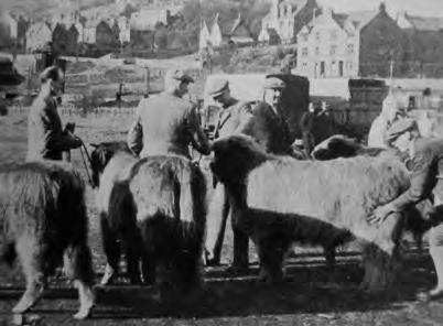 HILL CATTLE HILL CATTLE This article first appeared in Transactions of the Highland and Agricultural Society of Scotland, Vol. 60, published in 1948.