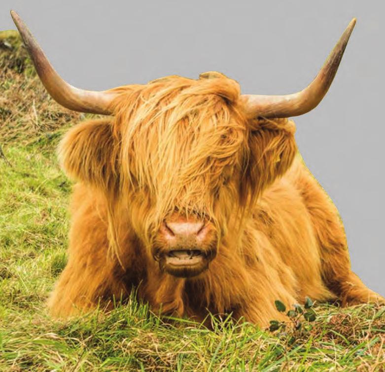 NATIONAL TRUST NATIONAL TRUST How the National Trust use Highland Cattle for Conservation throughout the UK While wandering the clifftops between East Soar and Bolberry Down, you may have found