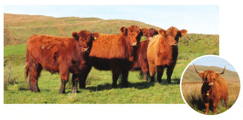 SCOTS BREED LIFTS PRODUCTION ON WELSH HILL FARM SCOTS BREED LIFTS PRODUCTION ON WELSH HILL FARM Scots breed lifts production on Welsh hill farm Those with long memories may recall an article the then