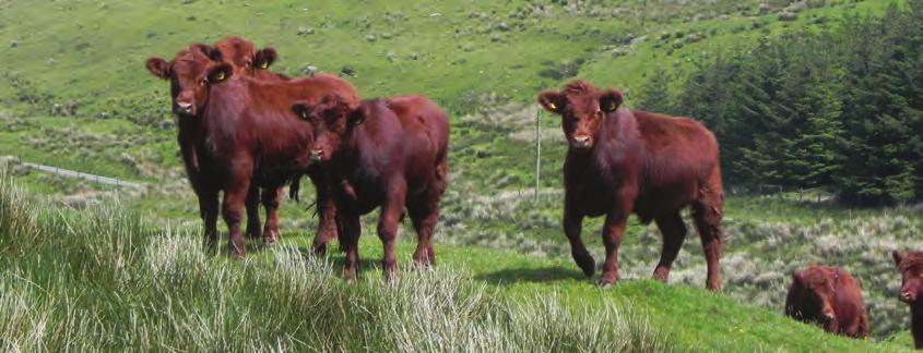 SCOTS BREED LIFTS PRODUCTION ON WELSH HILL FARM THOUGHTS ON BREEDING GOOD BULLS PEDIGREE SHORTHORNS As well as the commercial enterprises, Mr Evans established a small, pedigree herd of Beef
