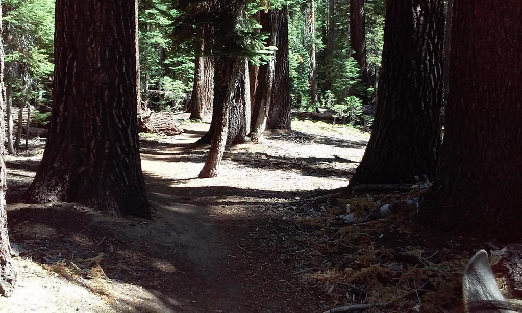 The shady trail through the red fir forest Within a mile, you will arrive at Lukens Lake.
