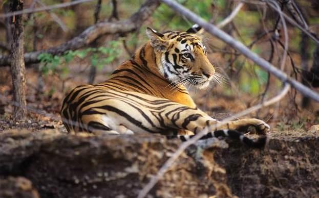 Kanha National Park: Prime tiger wilderness, Kanha National Park was one of the first areas to be protected under Project Tiger, aimed at preserving this