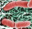 How do bacteria eat?